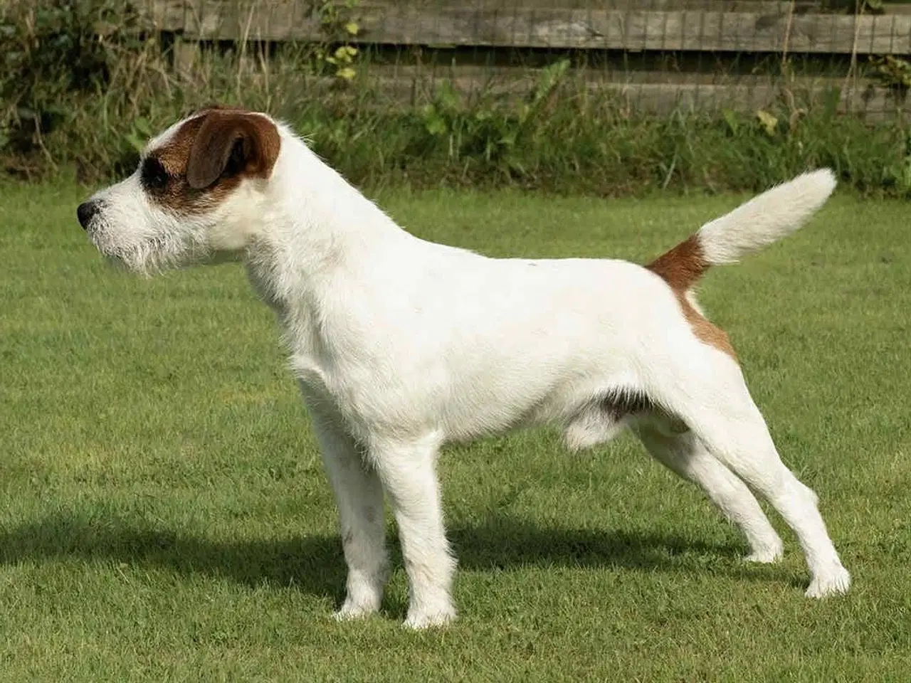 Billede 5 - Jack Russell terrier hvalp