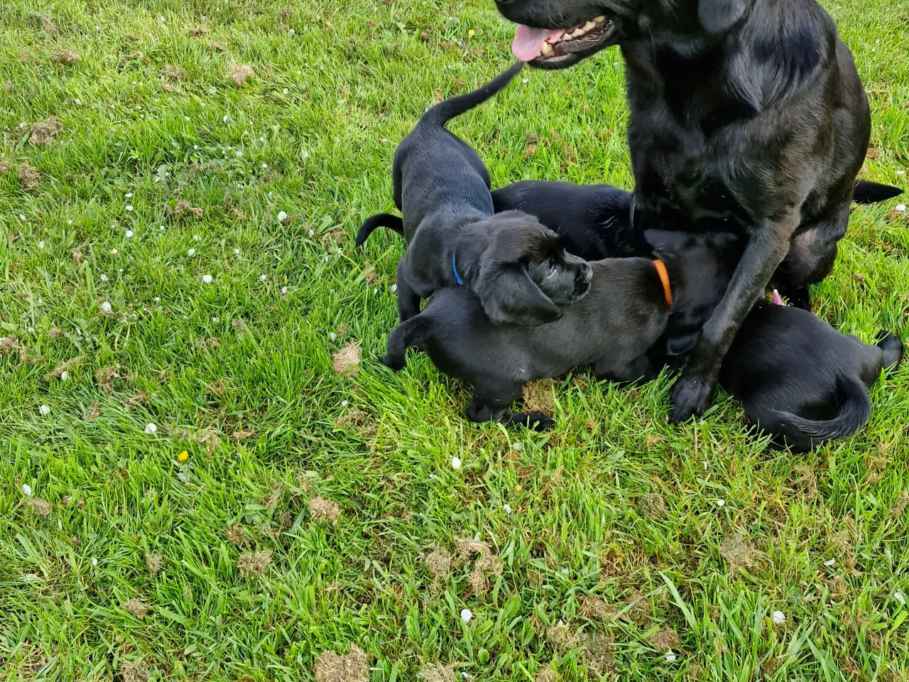 Billede 5 - Springer/Labrador blanding hvalpe 