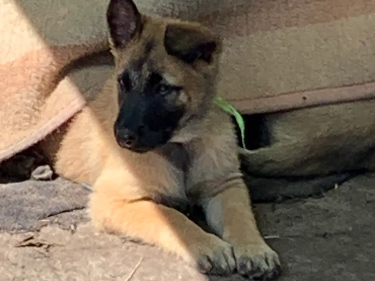 Billede 5 - Hunde hvalpe 