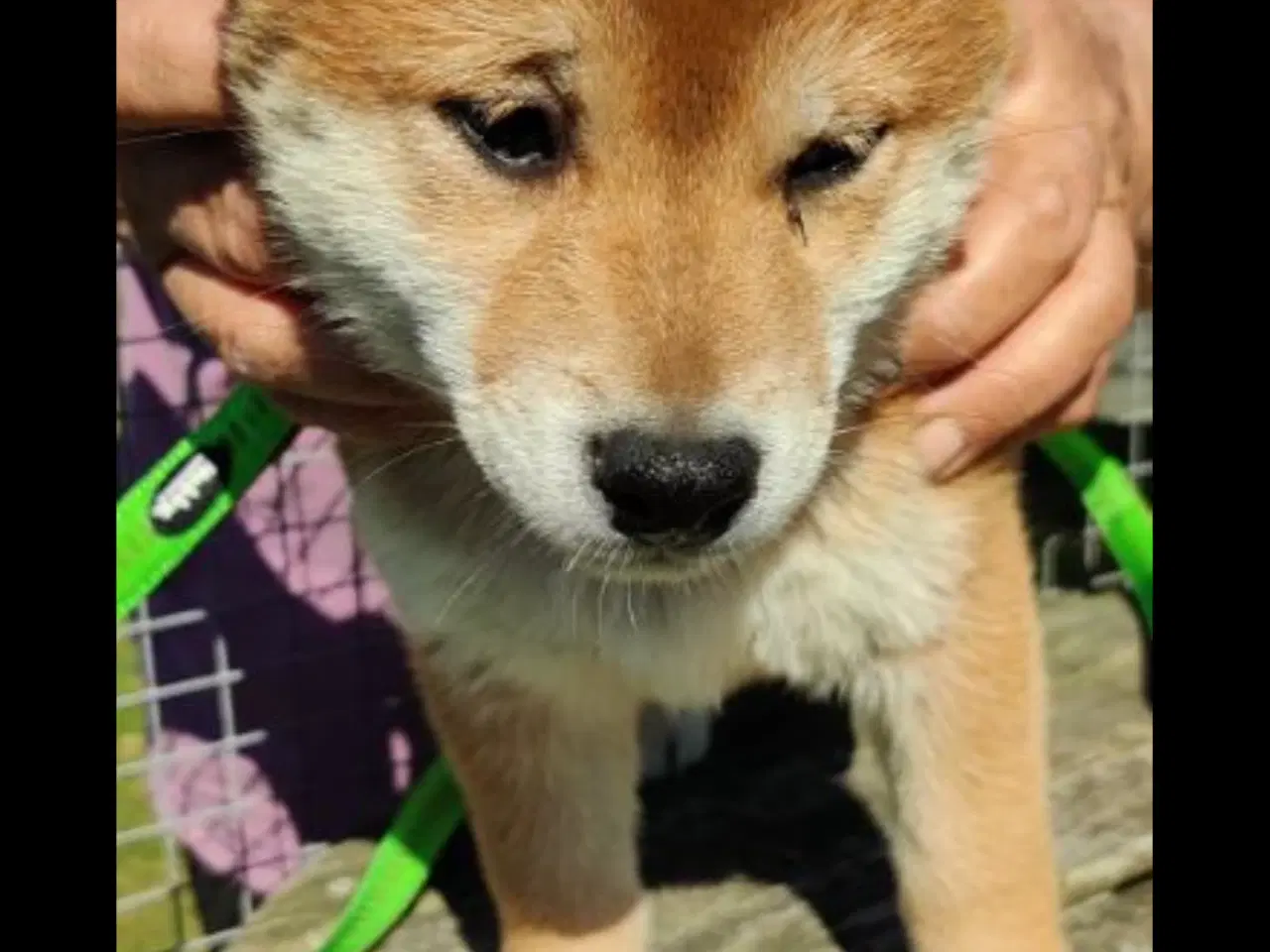 Billede 5 - Shiba hvalpe på 10 uger