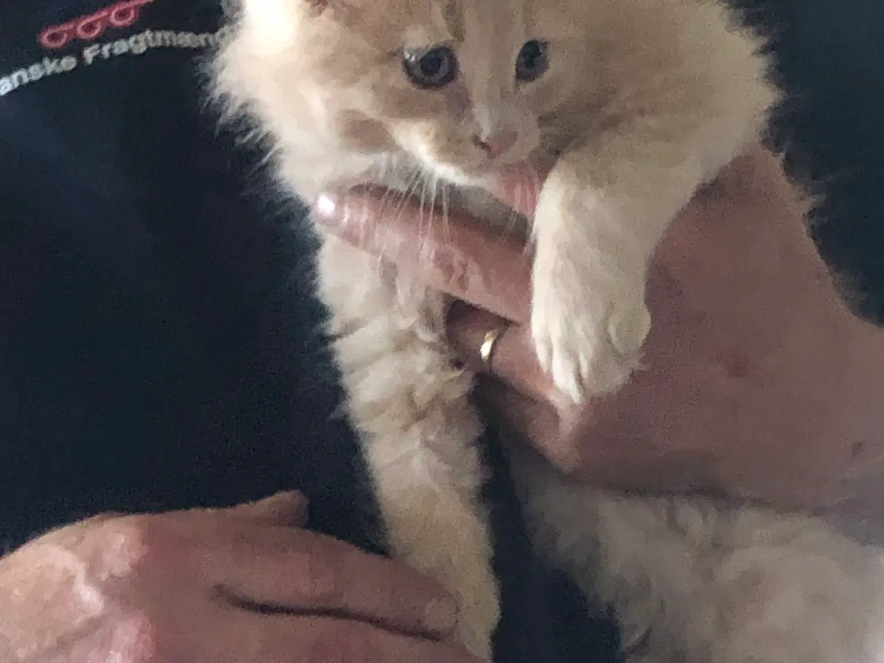 Billede 11 - Maine coon killing unden travle