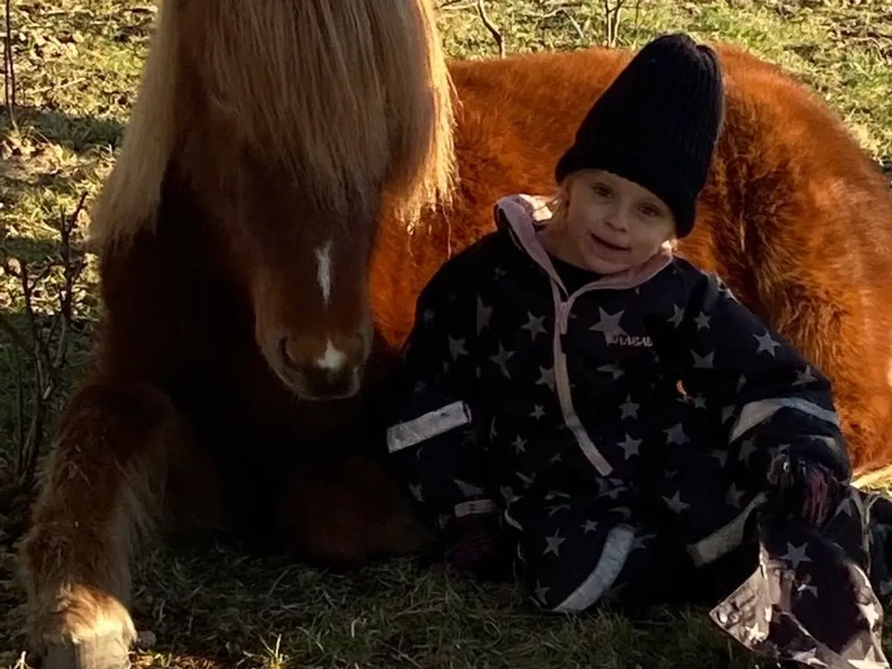 Billede 3 - Islænder hoppe