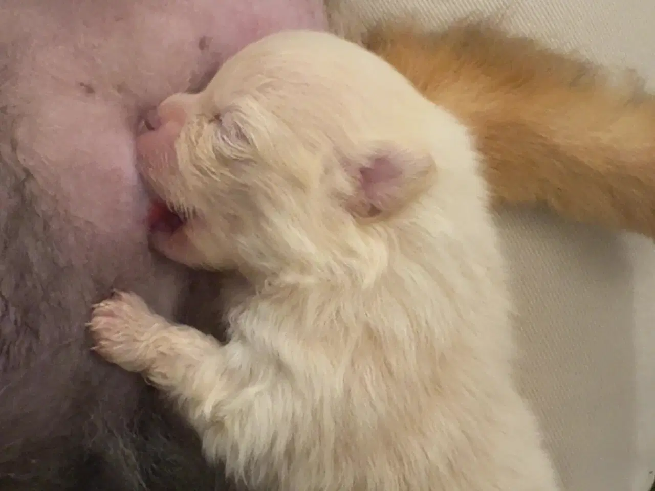 Billede 4 - Pomeranian merle 