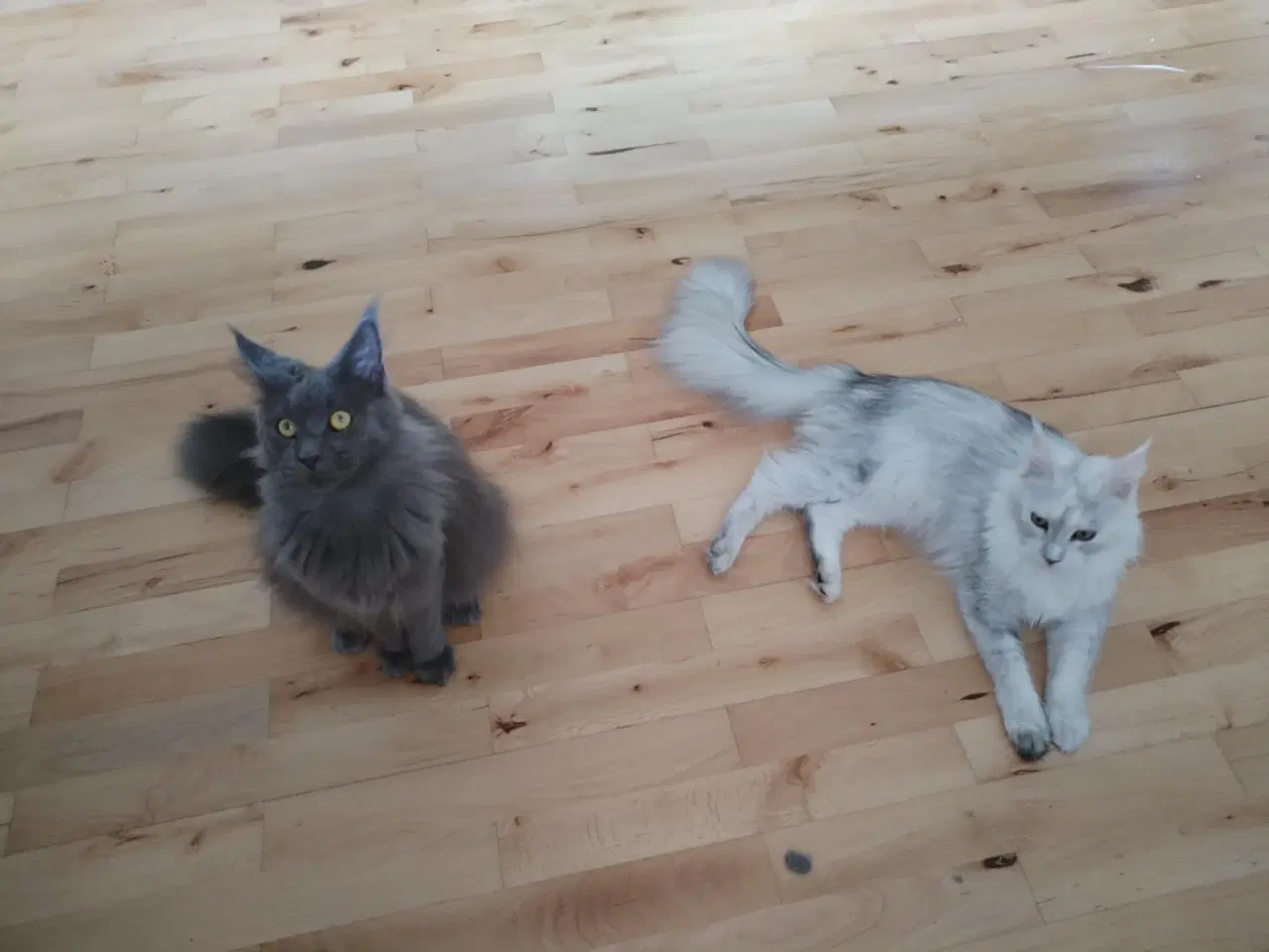 Billede 5 - Maine coon pige