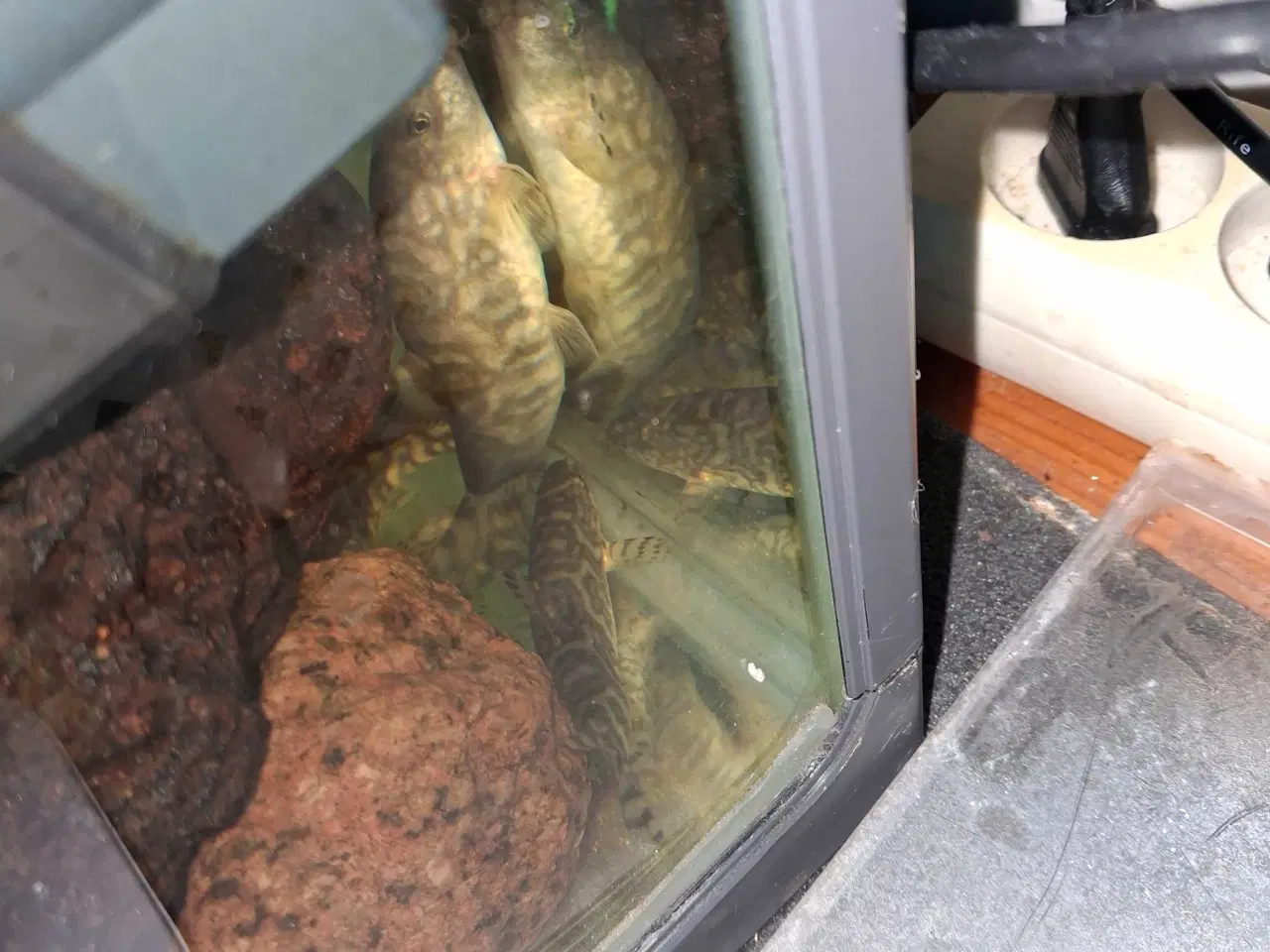 Billede 2 - Akvariefisk der er blevet for store