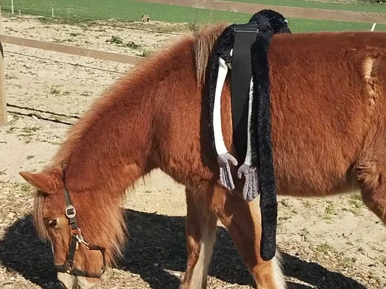 Billede 3 - Islænder/Tinker