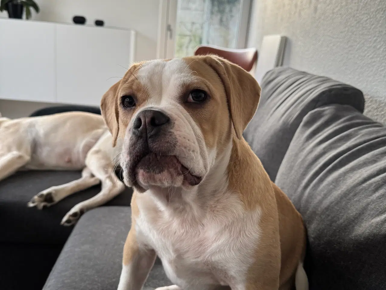 Billede 3 - Old english bulldog blanding søger nyt hjem