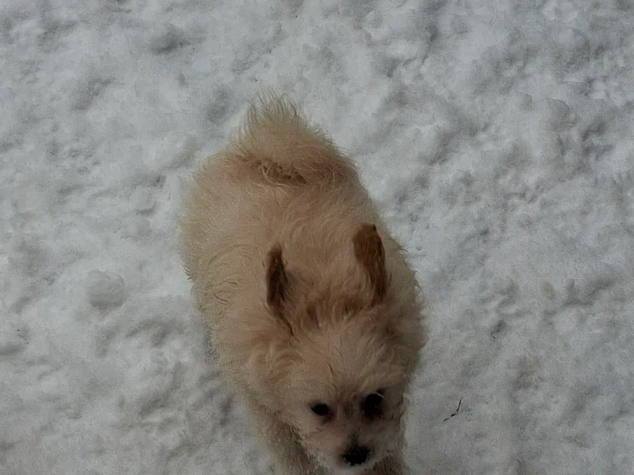 Billede 9 - Pompoo hvalpe 1 pige 2 drenge klar nu