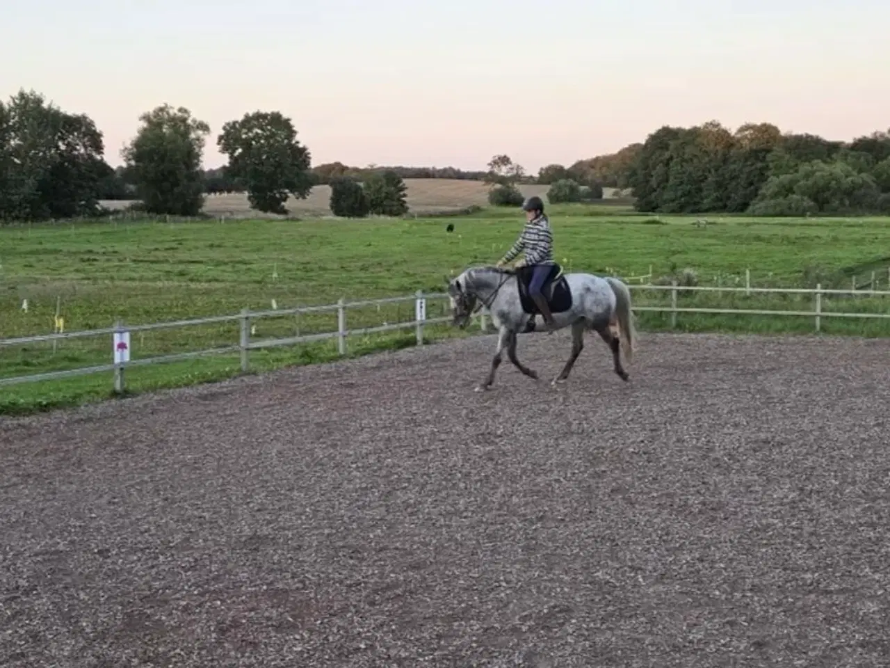 Billede 7 - F1 kåret knapstrupper kat 1 pony hoppe