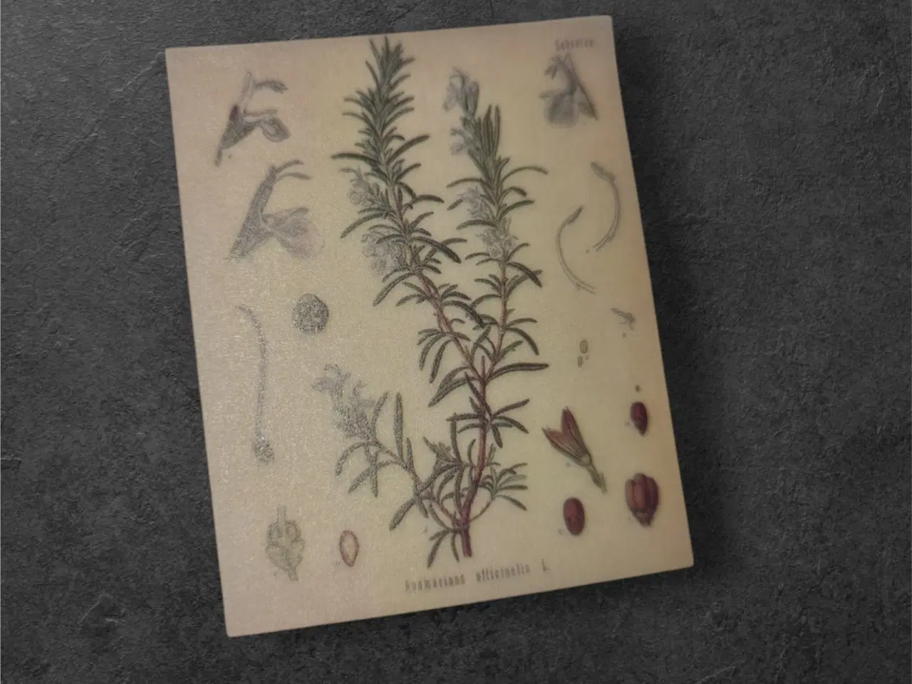 Billede 1 - Botaniske papirark med elegant rosmarin-design