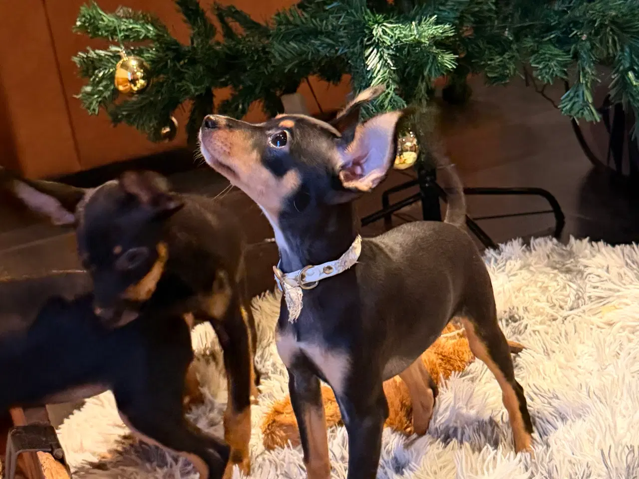 Billede 4 - Lille Hundehvalp 