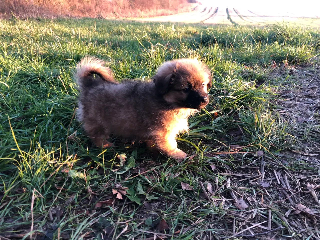 Billede 4 - Russisk toy blanding