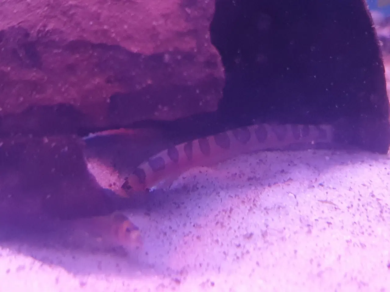 Billede 11 - KUHLI ÅL