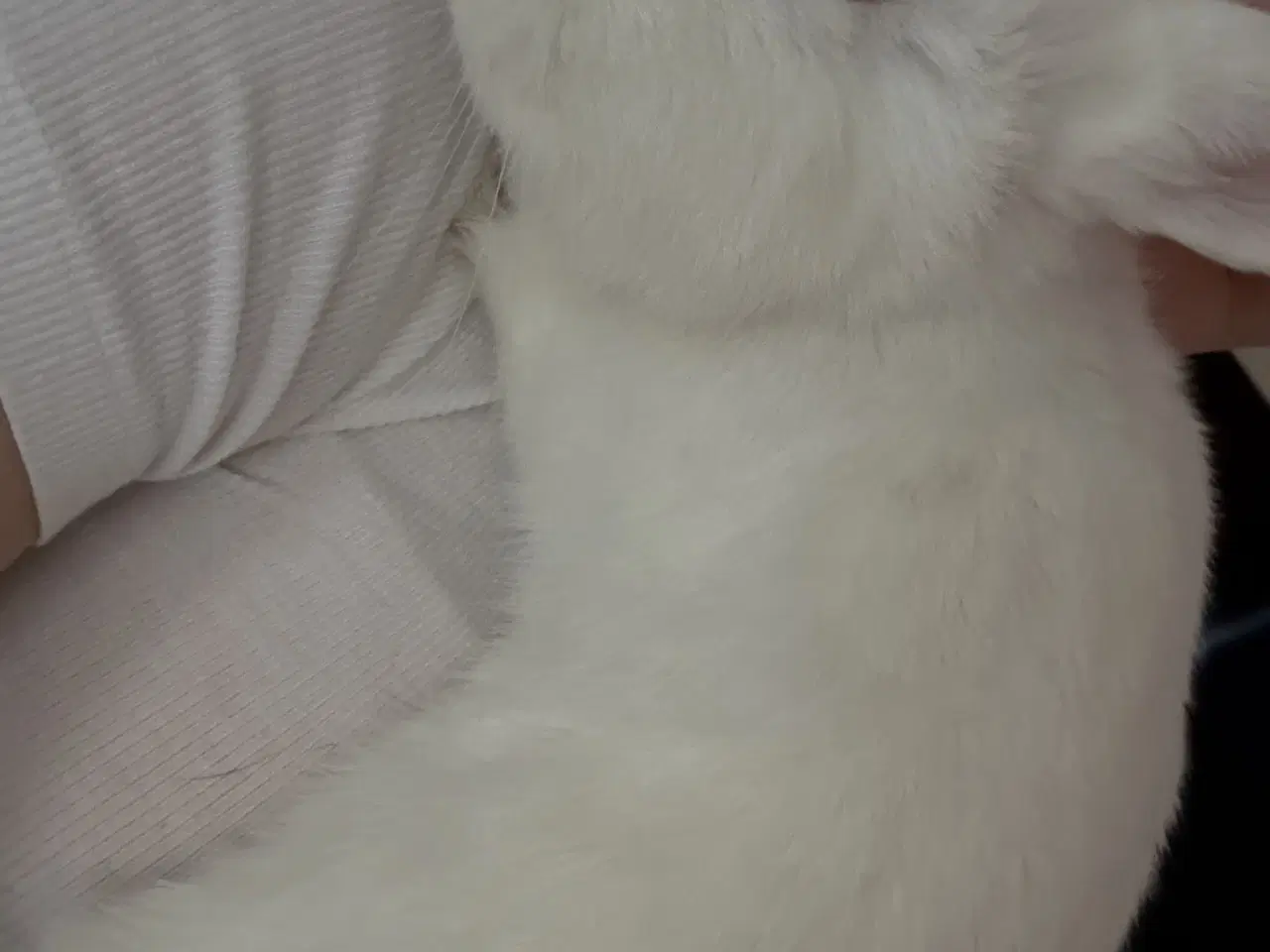 Billede 2 - Gratis kanin