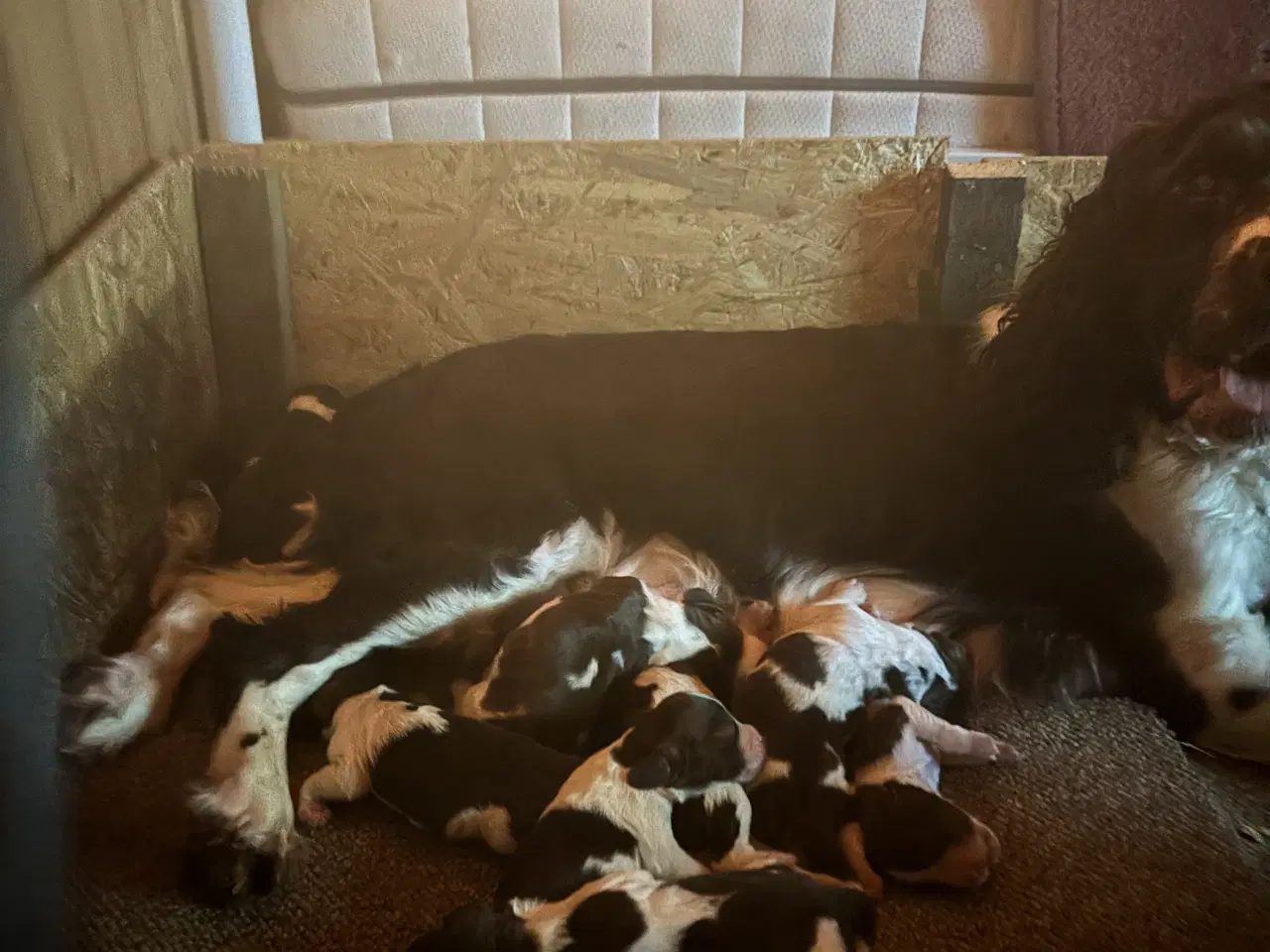 Billede 2 - Engelsk Springer Spaniel