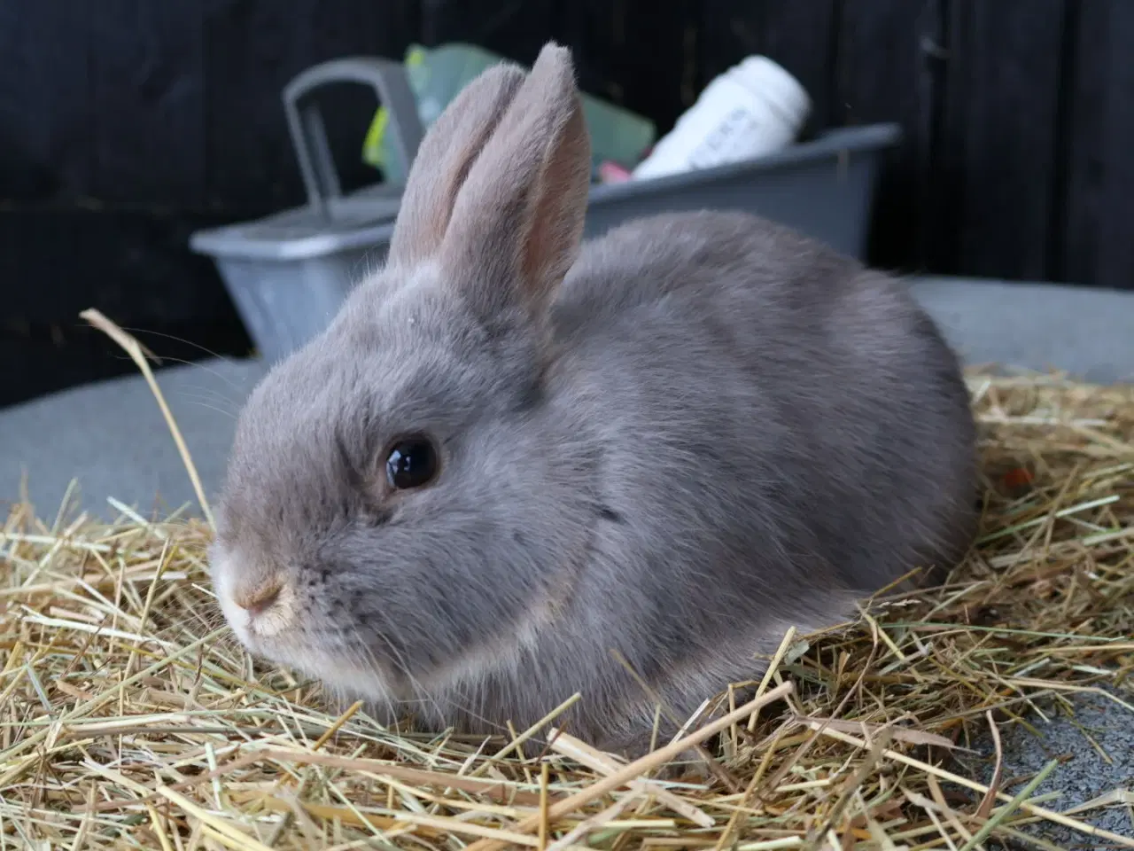 Billede 4 - Kaniner og unger sælges