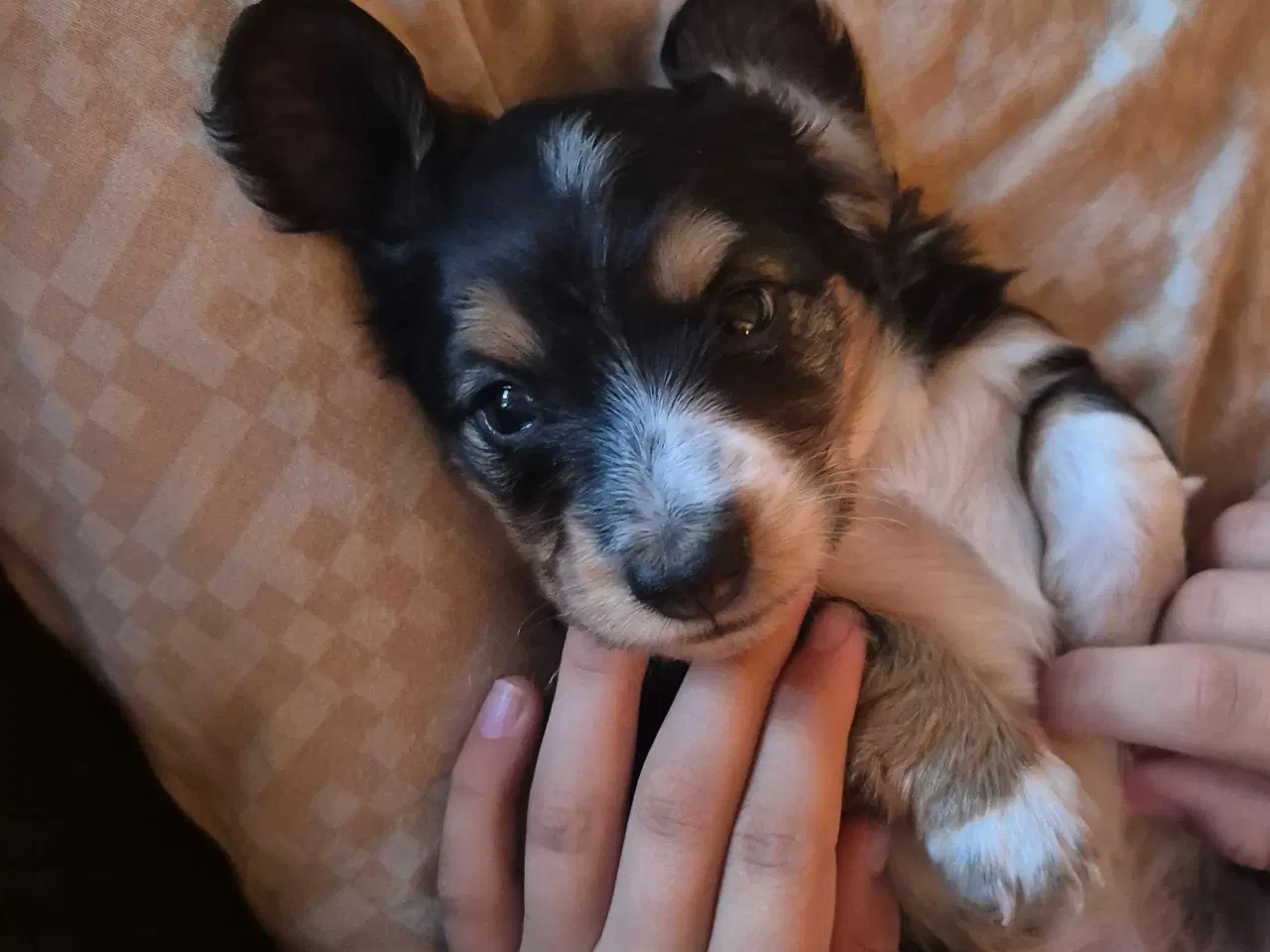 Billede 6 - Mini/dværg gravhund 