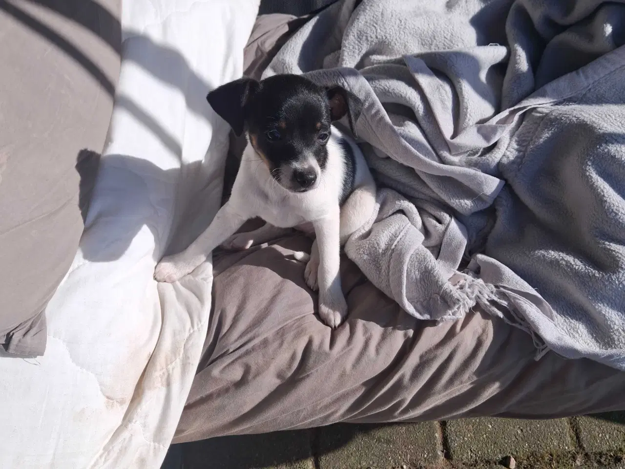 Billede 4 - Dansksvenskgårdhund hvalp