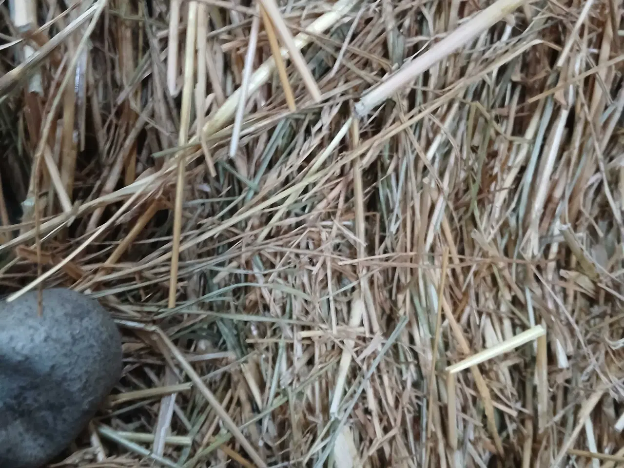 Billede 3 - Strandsvingel/hø