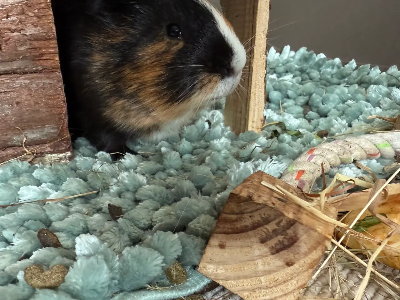 Billede 1 - Han-Marsvin 6 mdr.