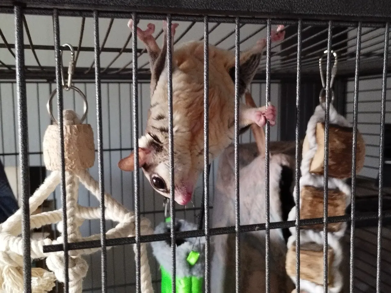 Billede 2 - 6 sugar gliders sælges,3 drenge,3 piger