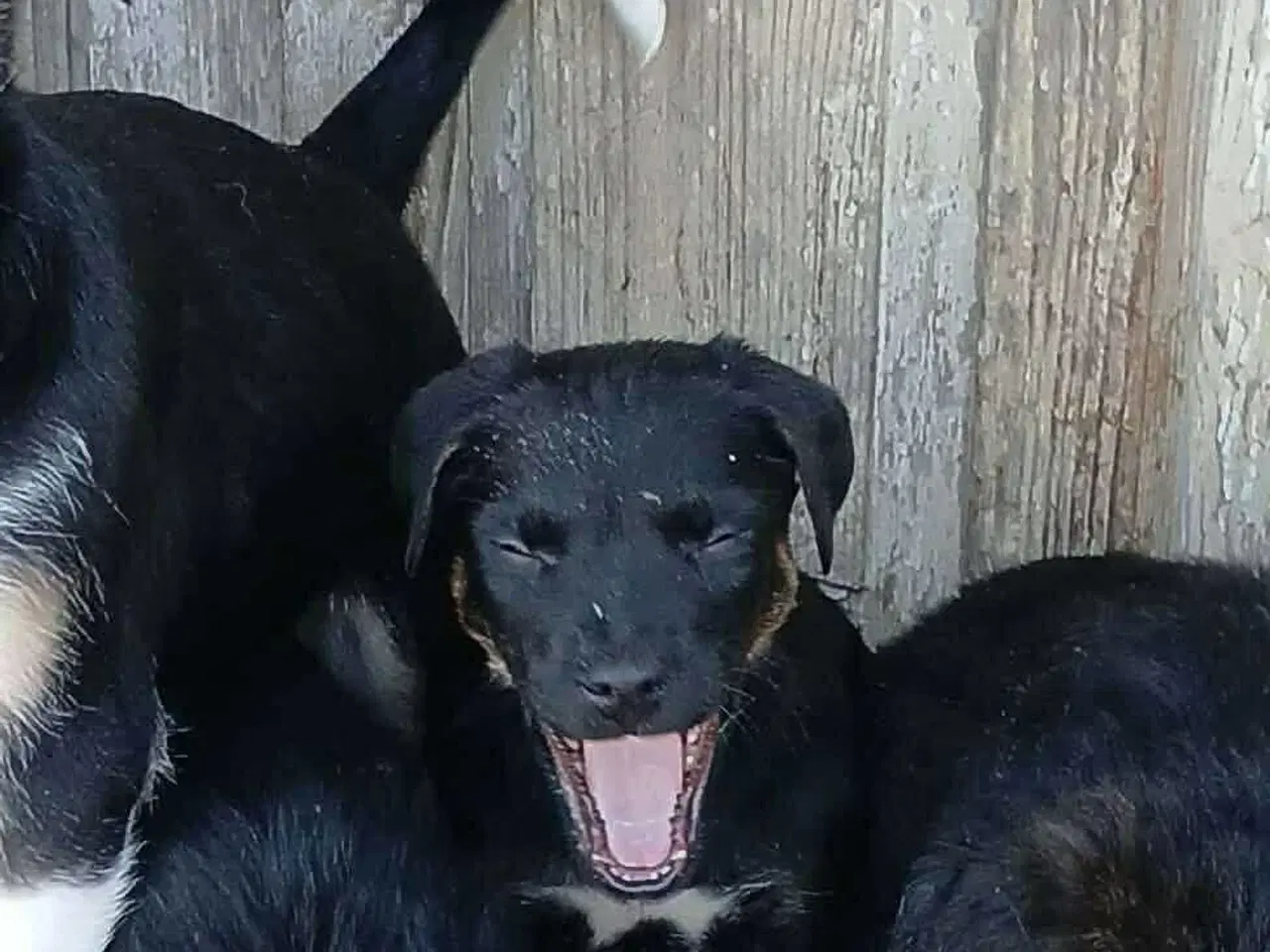 Billede 4 - Grace leder efter sin egen familie 🩷