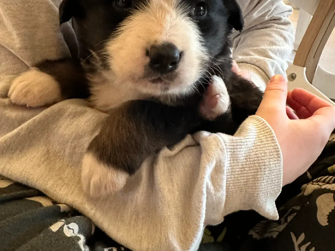 Billede 3 - Sødeste bamser sælges