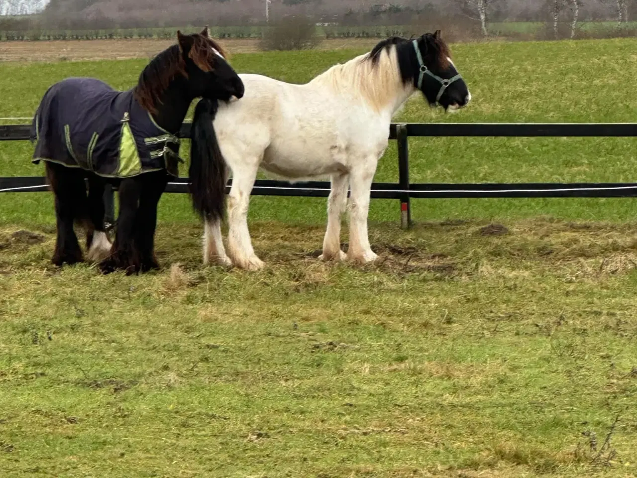 Billede 3 - Sød ung hingst byttes evt til anden hest/pony