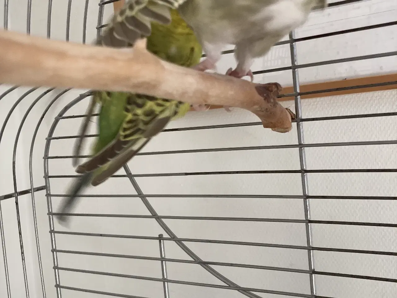 Billede 3 - Undulater 2 stk