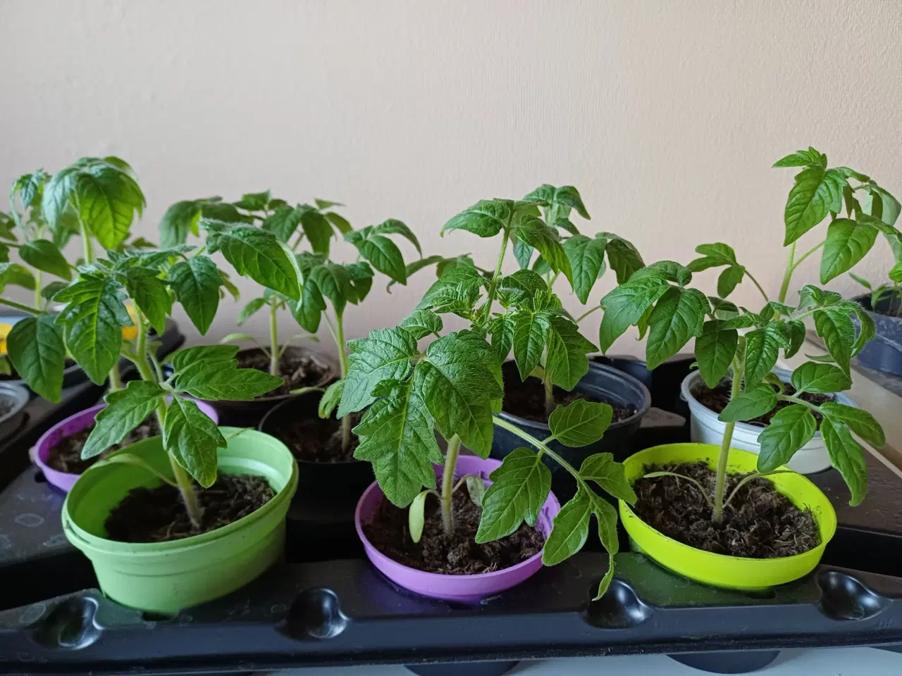 Billede 2 - Tomatplanter flere forskellige