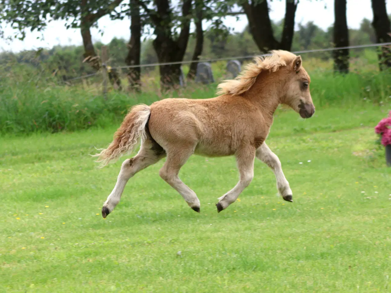 Billede 7 - palomino farvet shetlandspony hingsteføl, rødt pas