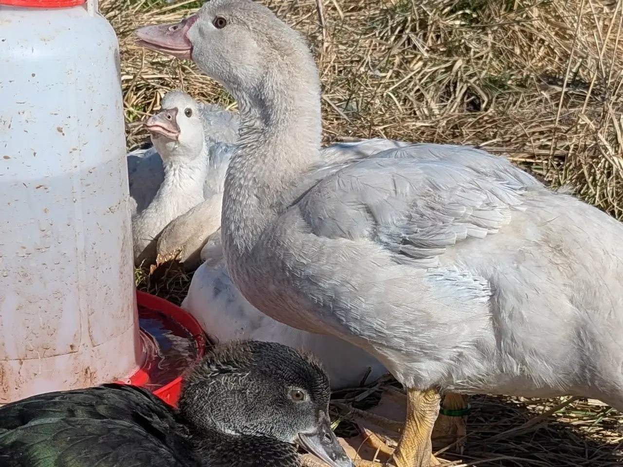 Billede 8 - Moskusænder ællinger tillidsfulde