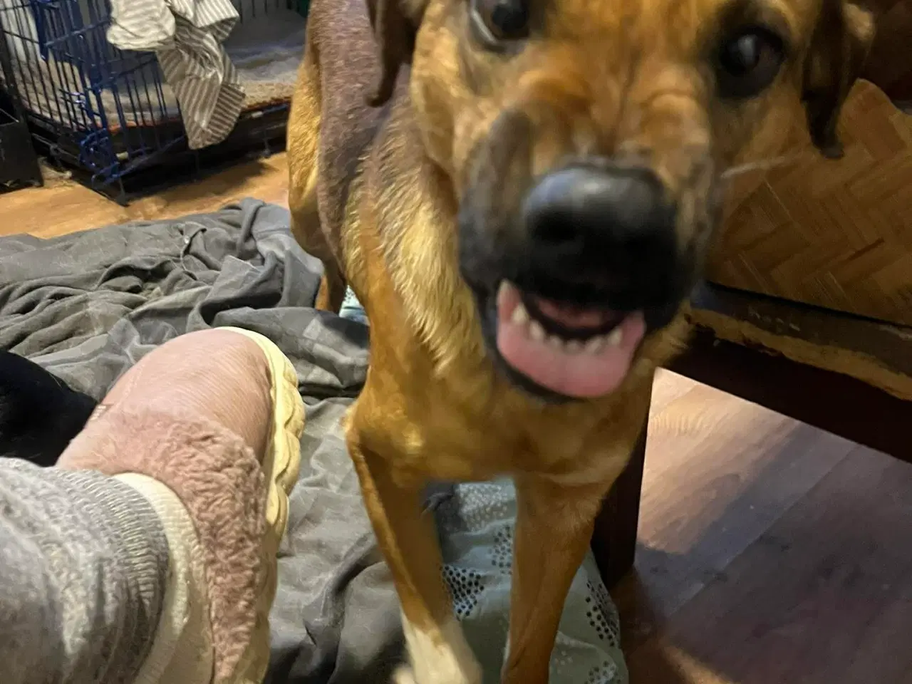 Billede 8 - Bertil med det skøre smil 🩷