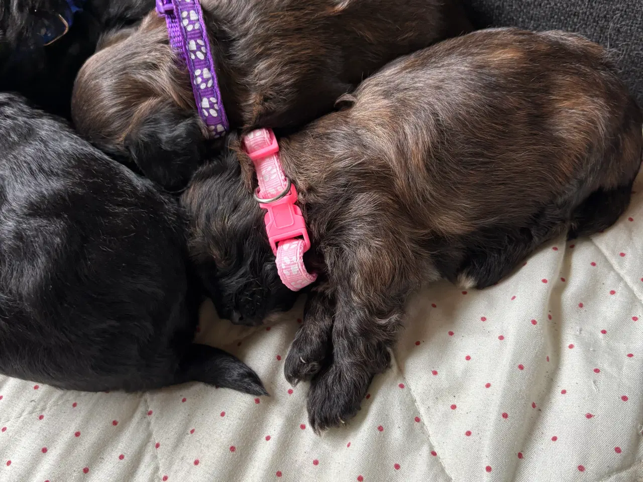 Billede 5 - Allergivenlige hvalpe - shih poo