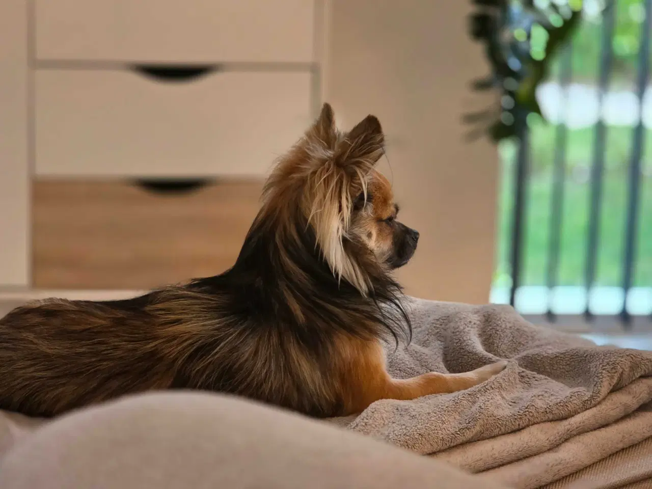 Billede 4 - Milo og Charlie