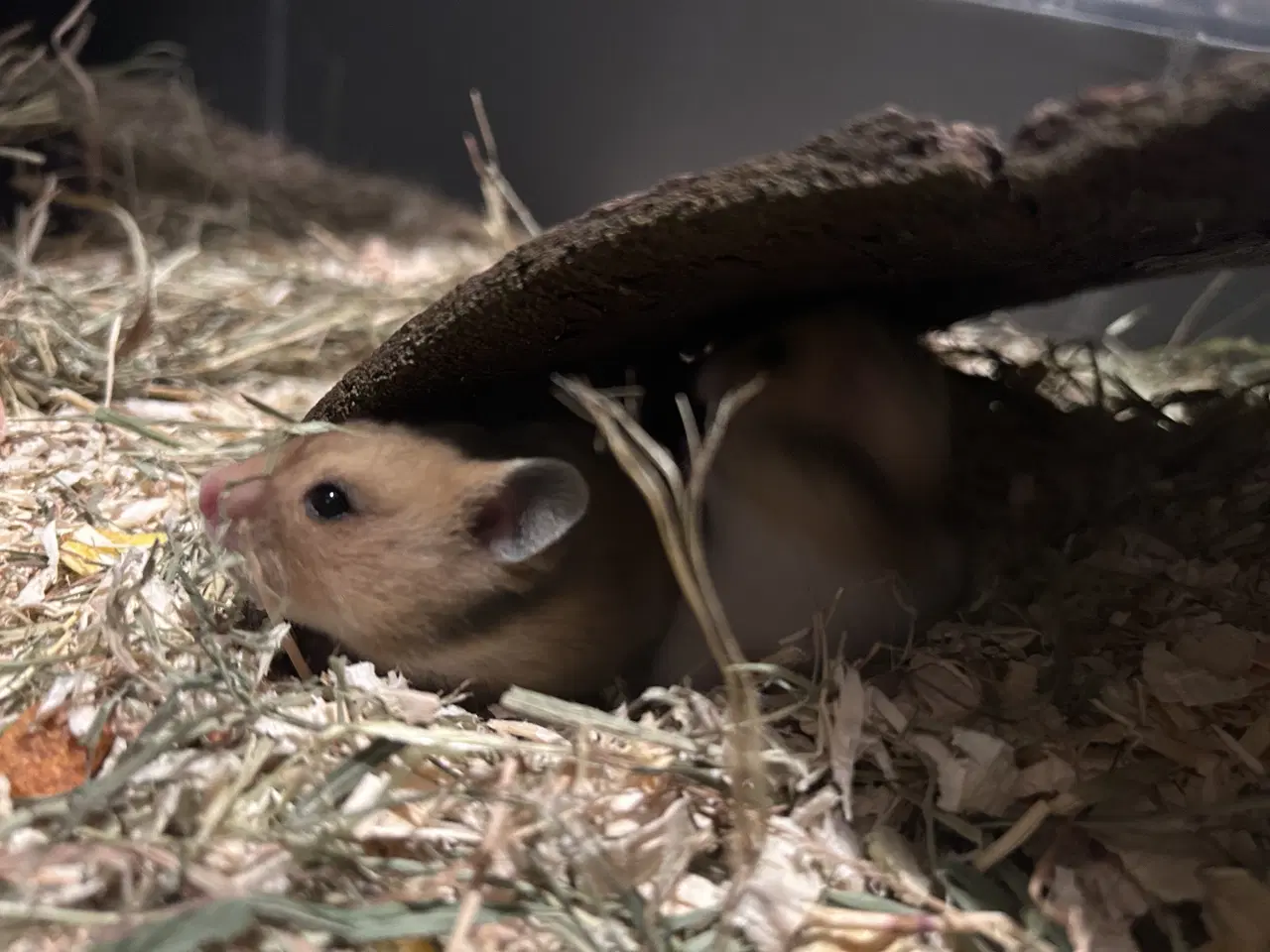 Billede 3 - Sibiriske guldhamster unger