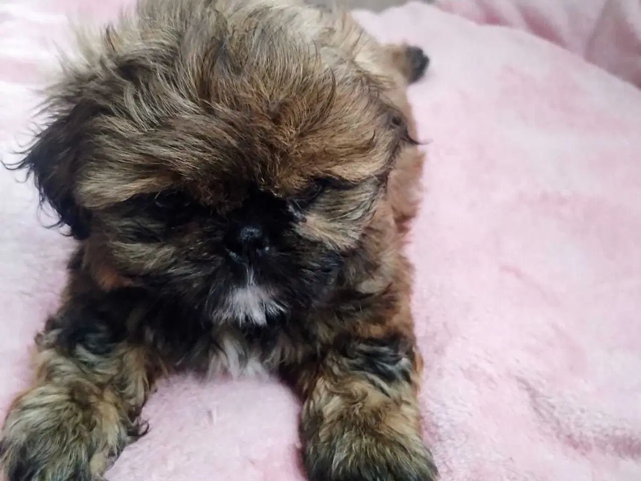 Billede 15 - Lille vidunderlig Shih Tzu 