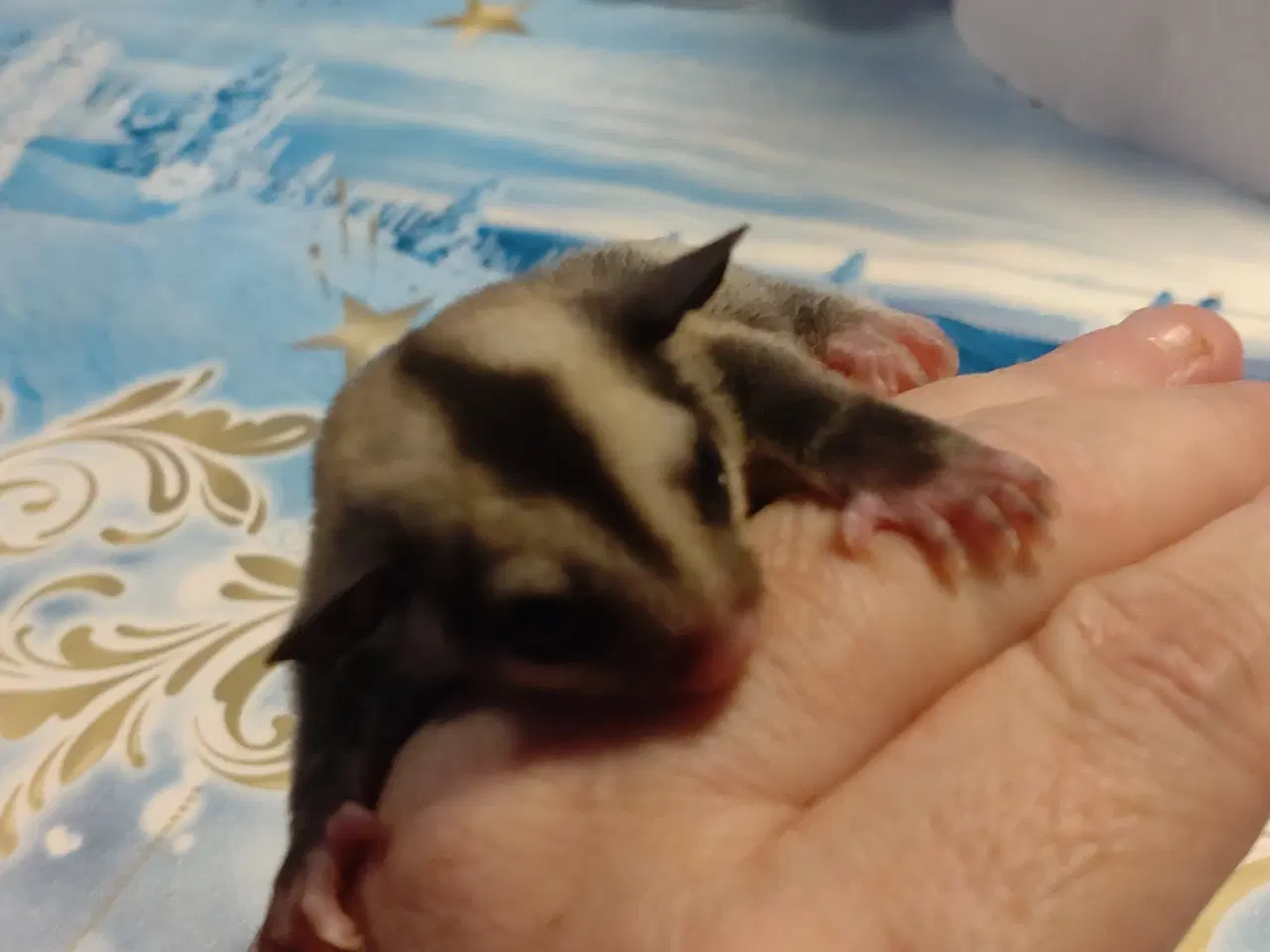 Billede 7 - Sugar glider