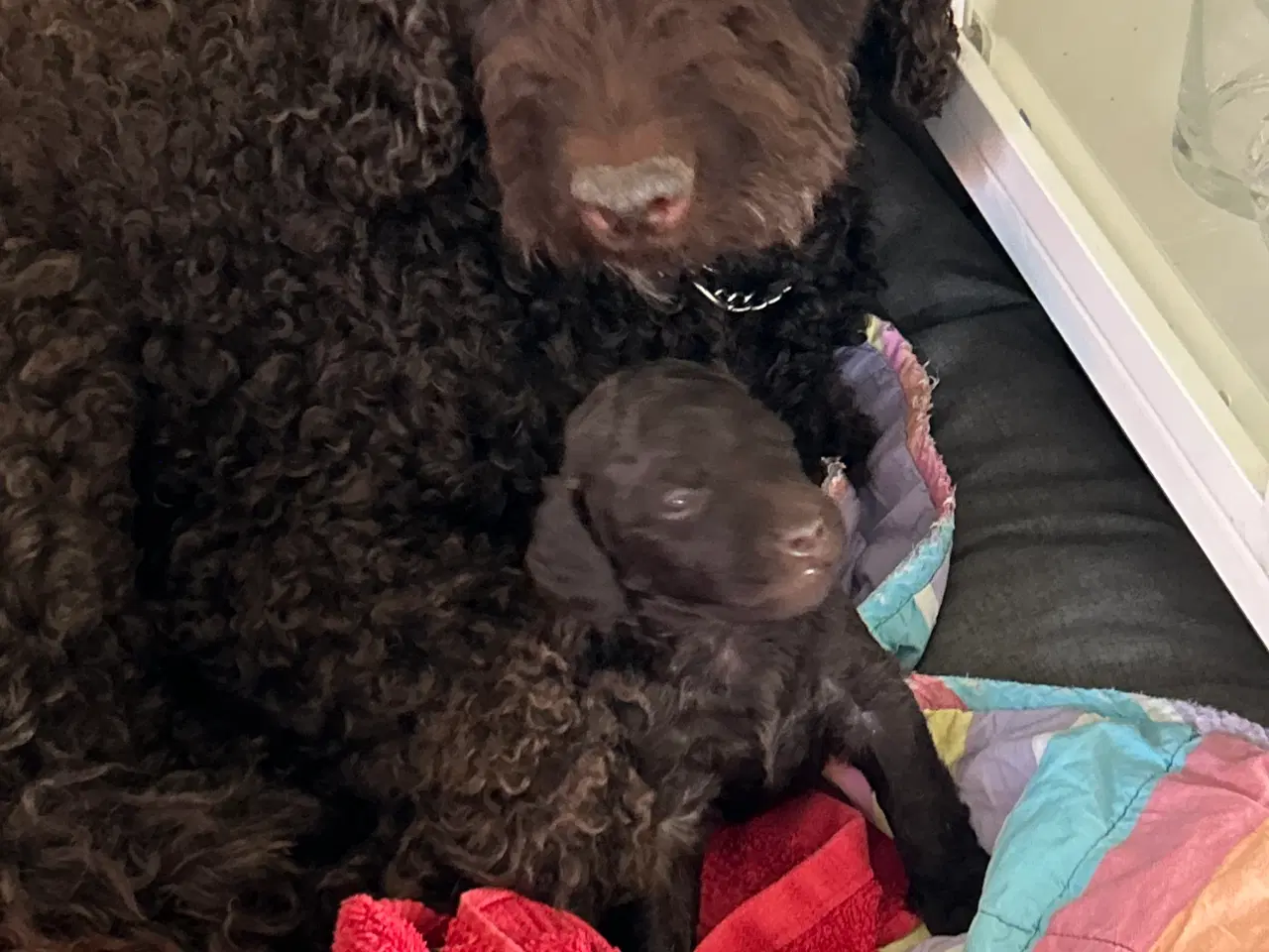 Billede 2 - Hundehvalp Cockerpoo 5 uger 