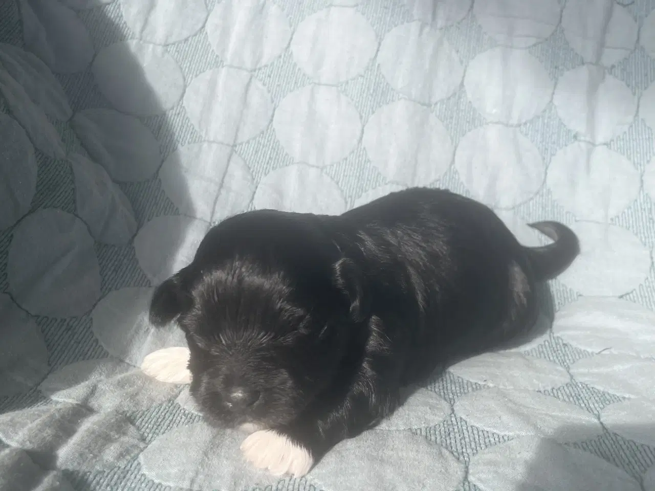 Billede 4 - Chokolade og sorte Bichon Havanais hvalpe