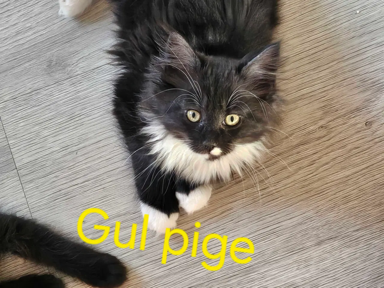 Billede 1 - Maine coon/ Sibirisk killinger