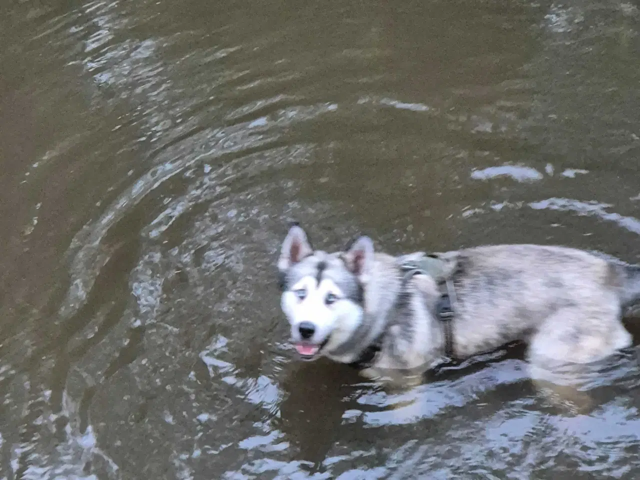 Billede 4 - Husky / malamut dreng 