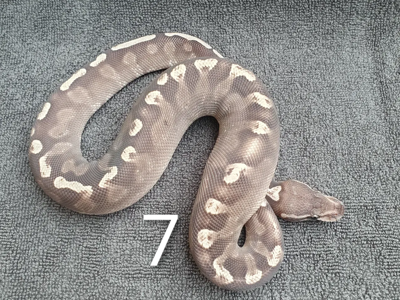 Billede 7 - Kongepython morfer pieds og andet