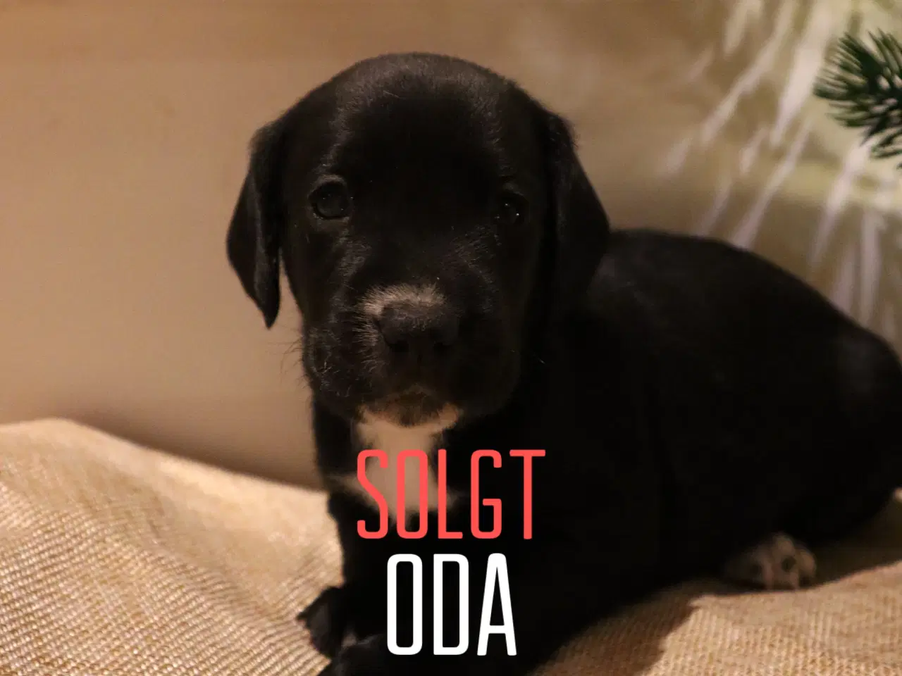 Billede 5 - Cocker spaniel x dansk svensk gårdhund hvalpe