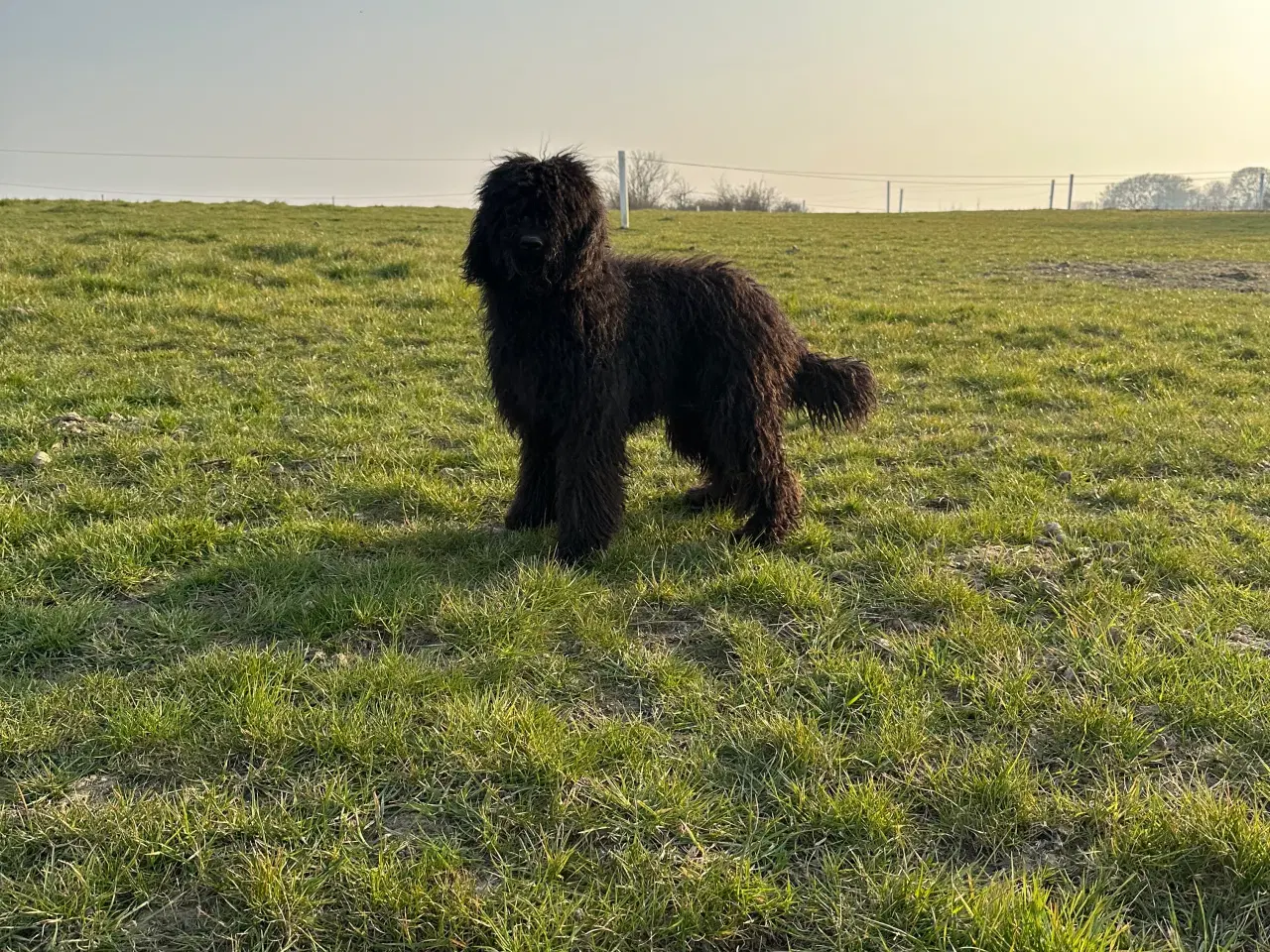 Billede 10 - Goldendoodles hvalpe 