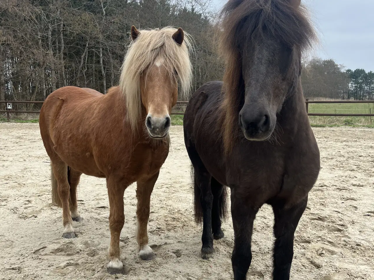 Billede 1 - 2 skønne islænder hopper på 13 og 14 år 