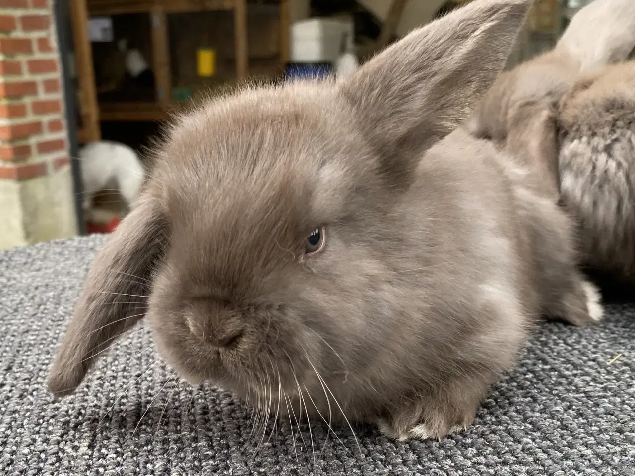 Billede 4 - FRANSK VÆDDER HUN HAVANA