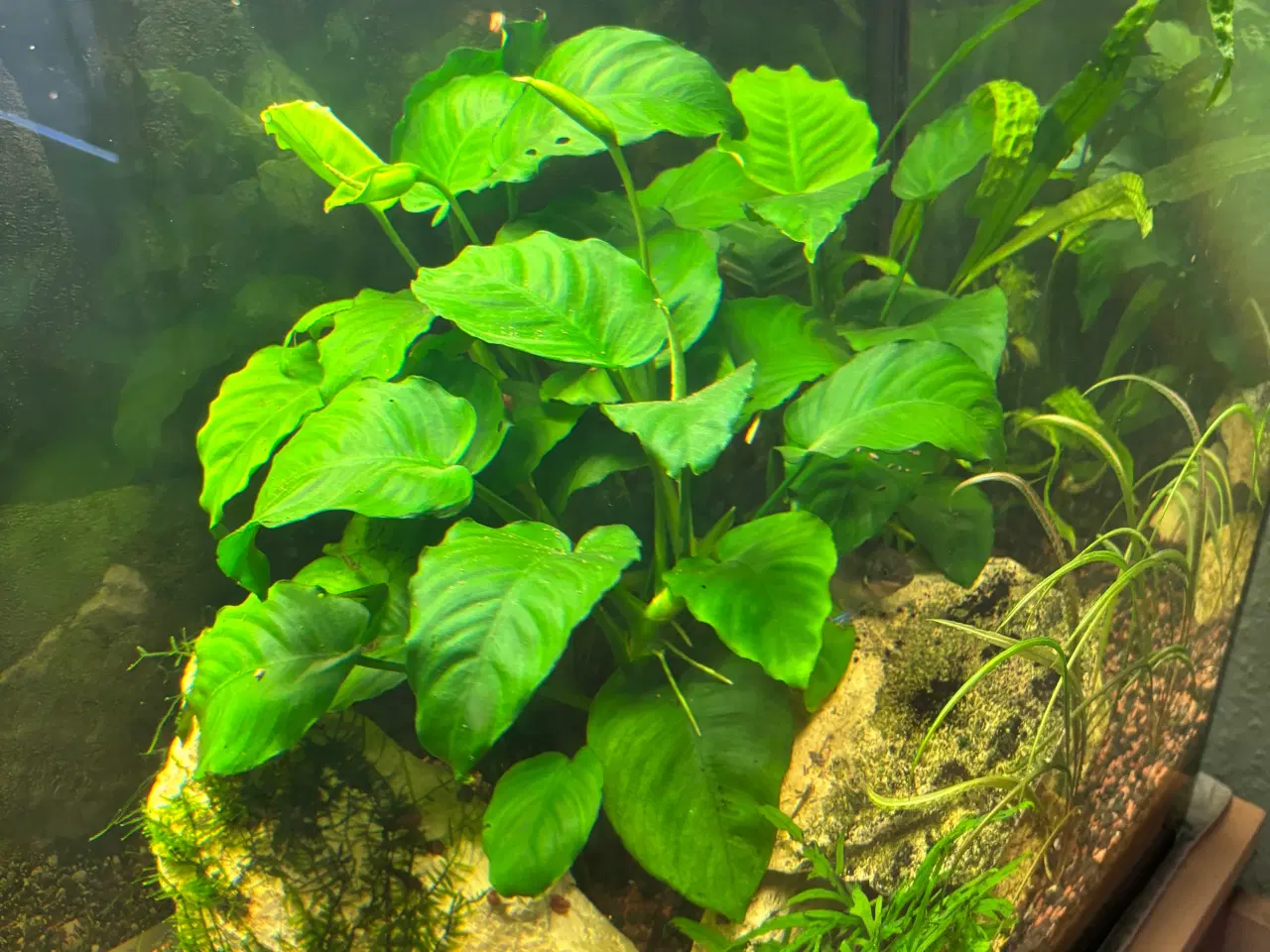Billede 1 - Anubias