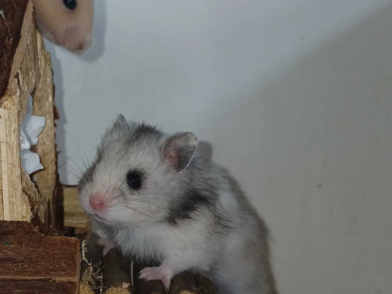 Billede 2 - Guldhamster unger