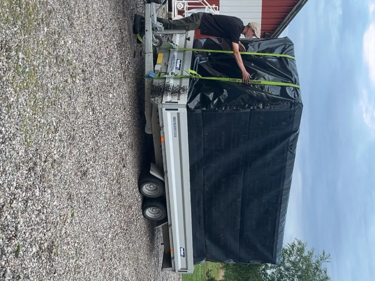 Billede 4 - Fasaner 6uger klar fra uge 24 til uge 35